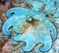 Octopus - Glovers Atoll, Belize by George Smorse 